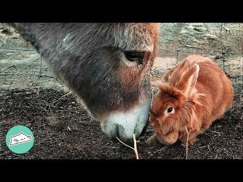 Lonely Donkey And Spoiled Rabbit Become BFFs Beyond Expectations #Video