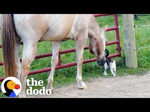 Horses Rescue A Tiny Kitten