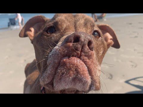 People keep rejecting this pit bull. His response is totally predictable.  #Video