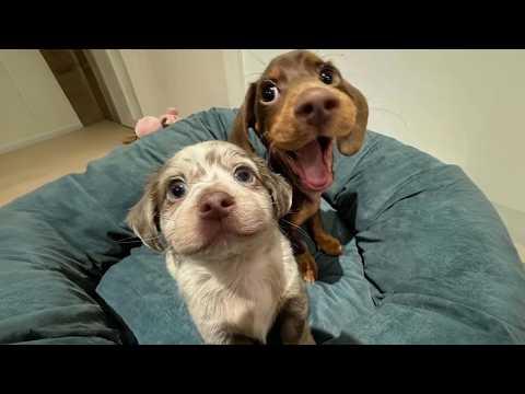 Dogs Were Born to Be Comedians! #Video