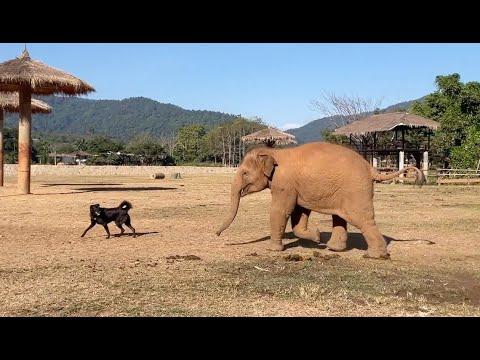 Ahh-Da the Rescued Dog and Baby Elephants Pyi Mai & Chaba - ElephantNews #Video