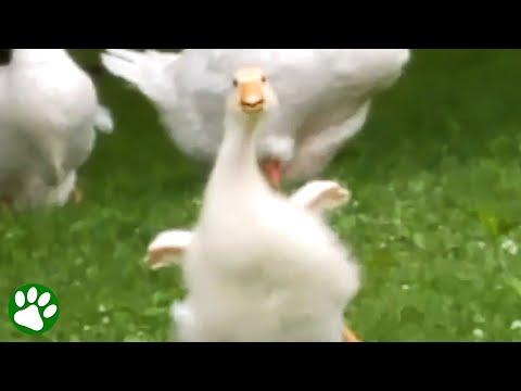 Meet The Goose Whisperer #Video