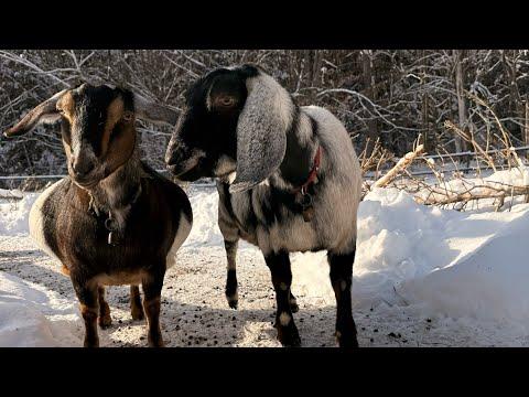 Preparing goat farm for cold temperatures #Video