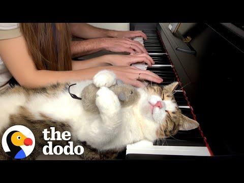Cat Melts Onto Piano Every Day While His Parents Practice #Video