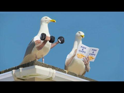 Birds with arms video