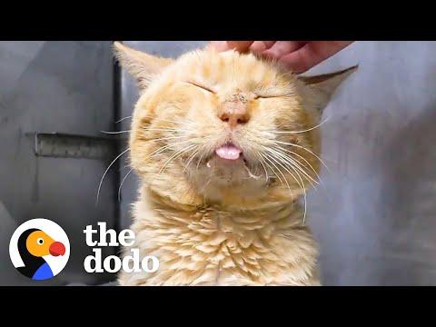 Scruffy Shelter Cat Turns Into A Little Lion #Video