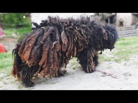 YOU WON'T BELIEVE how this DOG looks after shaving all these dreadlocks #Video