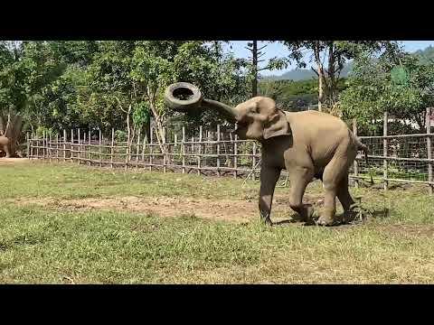 Elephant Exercise: Saifon's Sunny Day Tire Workout - ElephantNews #Video