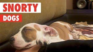 Serious Snorers | Snorty Dog Video Compilation 2017
