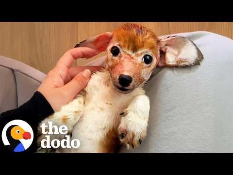 Watch This Puppy With Severe Skin Condition Come Back To Life #Video