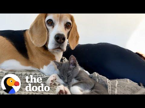 Watch This Tiny Kitten Grow Up With Her Dog Sister #Video