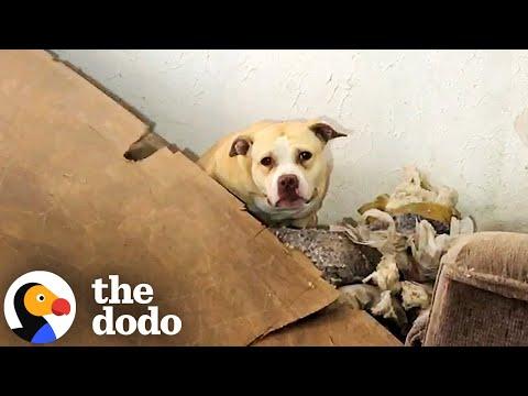 Woman Finds Snow Prints Leading To Abandoned House With Pittie Inside #Video