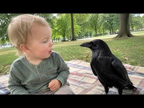 This Crow Is WAY Too Curious #Video