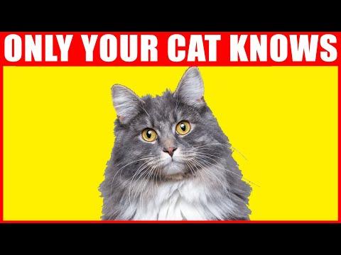 12 Secrets Your Cat Knows About You #video