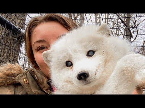 Woman adopts a senior fox to make him happy in final years #Video