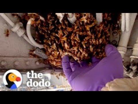 Woman Rescues Swarm of Bees From An Aircraft Carrier #Video