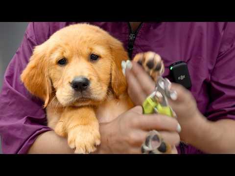 This Puppy Made My Job Impossible #Video