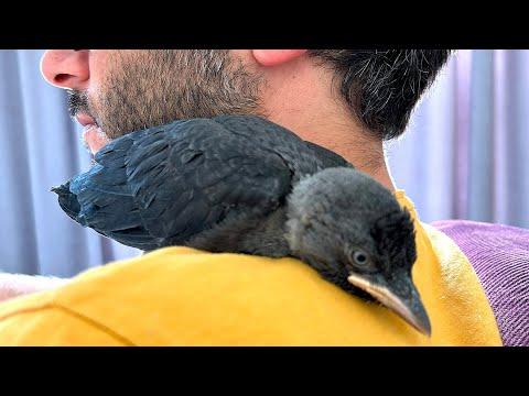 Man does sweetest thing for helpless baby crow #Video