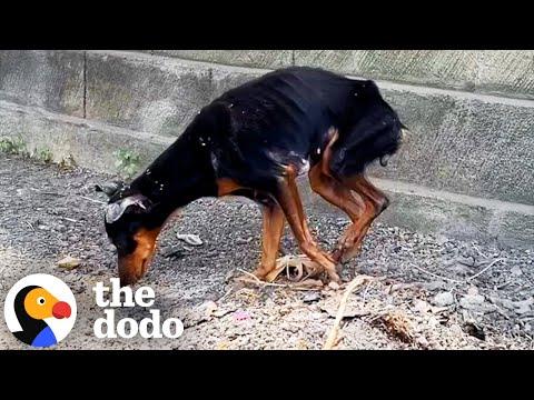 Abandoned Dog Was So Skinny She Could Barely Stand #Video