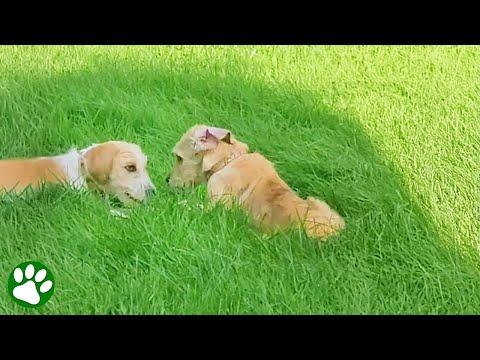 Mistreated puppy reunites with sister #Video
