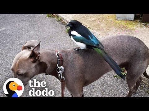 Magpie Imprints On His Human Mom And Her Dog #Video