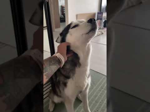 Husky greets owner with a full conversation when she comes home from work. #Video