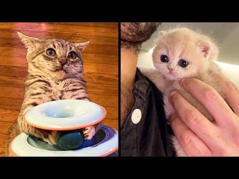 Best Kitten Videos On The Internet | YOUR Daily Dose of Pets
