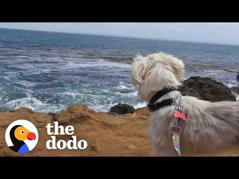 Dog Who Was Tied To A Chair Now Loves To Run On The Beach #Video