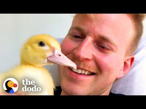 Guy Finds Tiny Duckling On A City Street #Video
