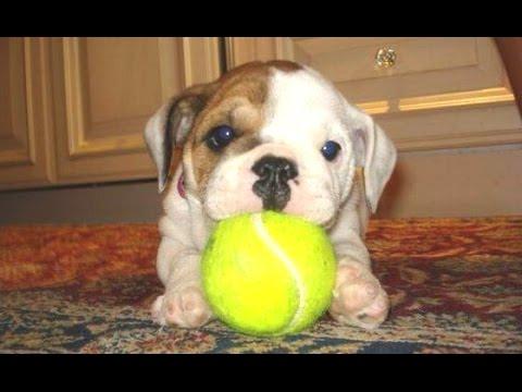 Funny Puppy Videos Compilation