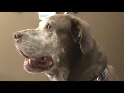 How dog reacts when mom says 'I love you' #Video