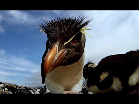 Robot Spy Rockhopper Penguin Deploys A Secret Weapon! #Video