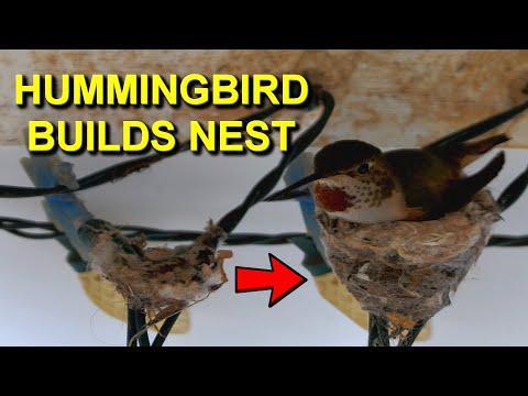 Hummingbird Nest Ultimate Beginner's Guide #Video