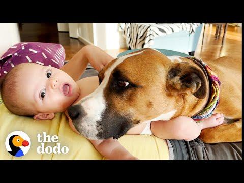 Rescue Dog With Wild Zoomies Becomes The Calmest Big Brother #Video