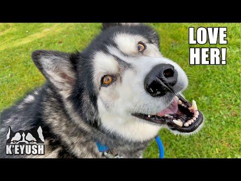 Husky LOVES Talking To STRANGERS and His VET! #Video