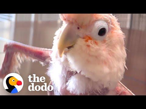 Featherless Rescue Bird Can't Stop Dancing #Video