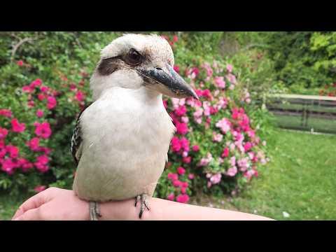 Taking Dwarfy the Dinosaur for a walk and a talk! #Video