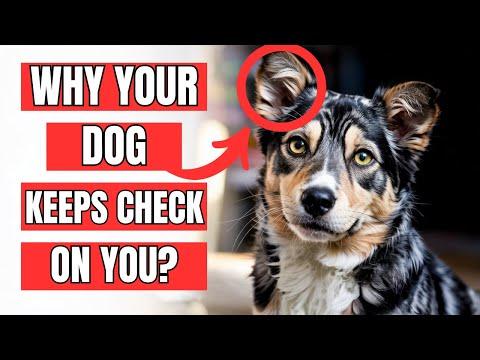 If Your Dog Keeps Checking On You, He's Trying To Tell You THIS #Video