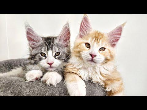 Maine Coon Kittens and the Magic Whisker! #Video