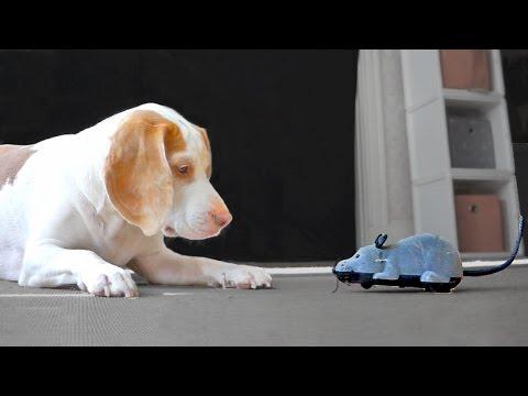 Dog Ambushed By Motorized Rodents: Cute Dog Maymo