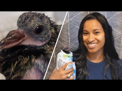 Everyone saw this baby pigeon as a nuisance. This woman saw a precious life. #Video