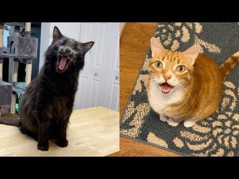 If Cats Burped Instead of Meowed #Video