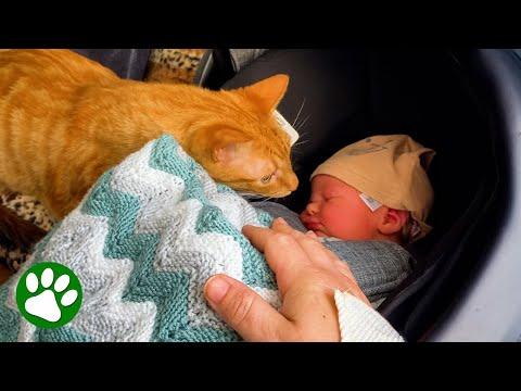 Woman gives birth to cat’s soulmate