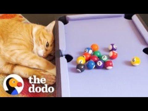 Mischievous Cats Steal Their Moms’ New Toy #Video