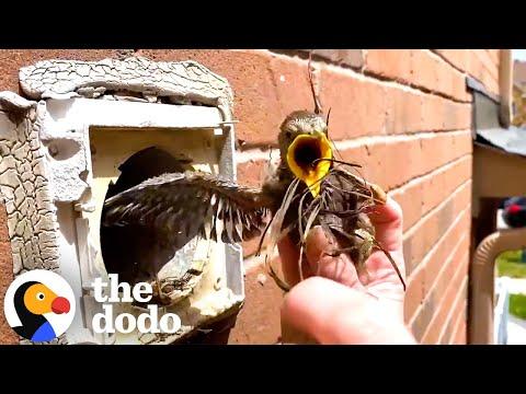 Baby Starlings Rescued From Deep Apartment Vent #Video