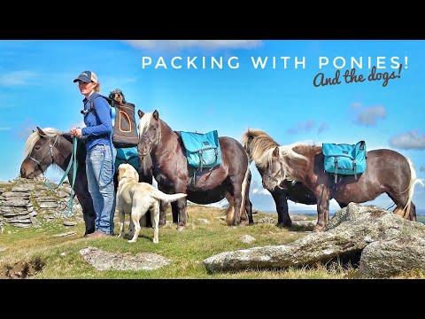 Shetland Pony Pack String! | Emma Massingale #Video