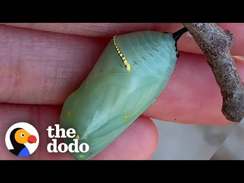 You've Never Seen A Caterpillar Like This! #Video