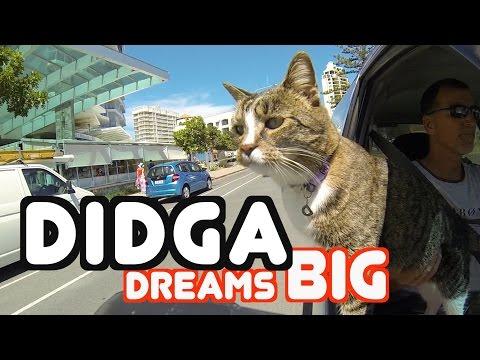 Didga Dreams BIG - Cats Amazing Trick Compilation