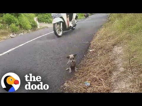 Woman Saves Tiny Puppy From Highway Traffic #Video