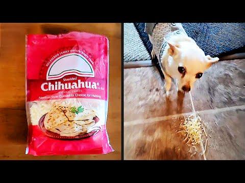 They Had No Idea | Daily Dose of Pets #Video
